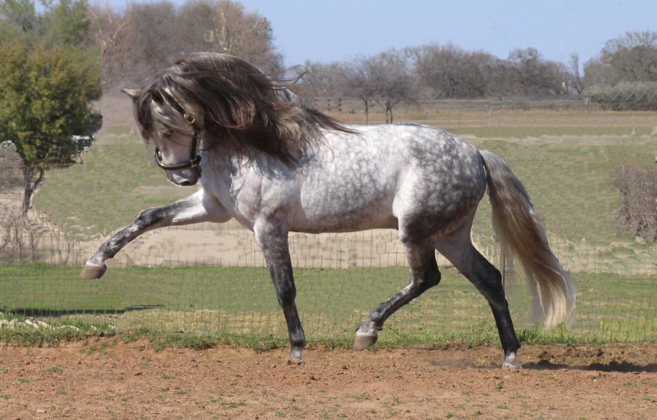 grey andalusian horse
